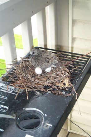 Baby%20Squab%20Guarding%20Two%20Eggs.jpg