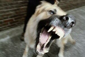 angry-dog_104400345.jpg