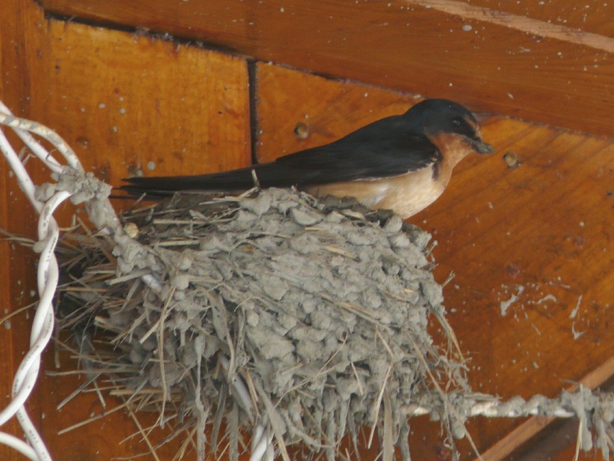 barn-swallow-on-nest.jpg