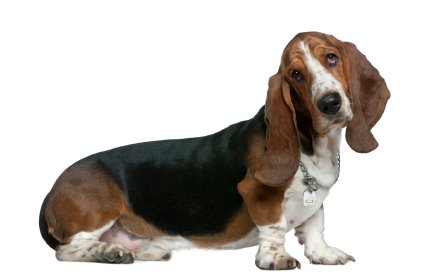 basset-hound.jpg