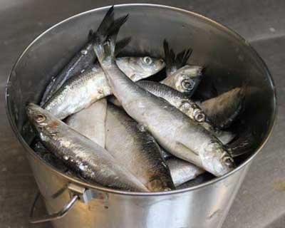 bucket-of-fish-400px.jpg