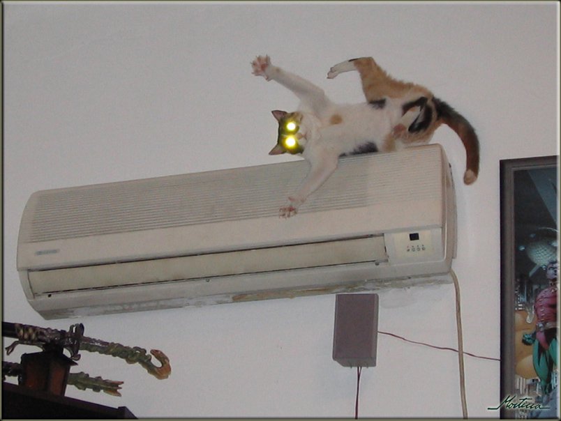 cat_ac_on.jpg