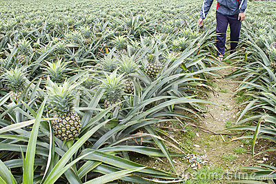 farmer-planting-pineapple-fruit-18513098