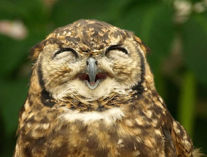 funny_owls_02.jpg