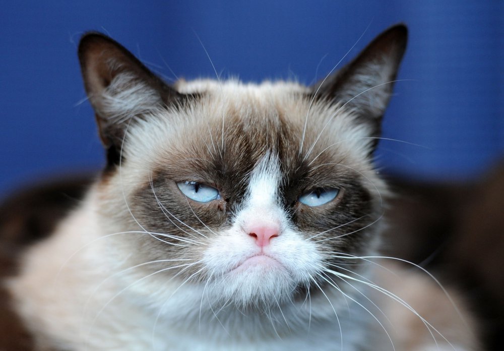 o-GRUMPY-CAT-facebook.jpg