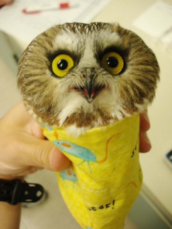 odd_cute_owl_wenn_2.jpg