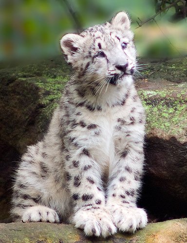 snowleopardcub2.jpg