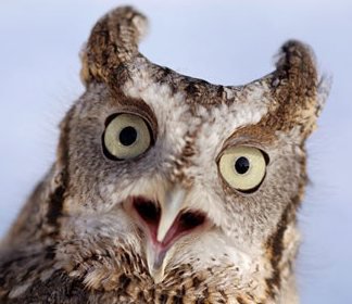 surprised_owl.jpg